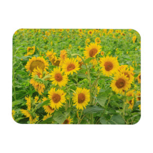 Magnet Flexible Grand champ de tournesols près de Moses Lake, WA 2