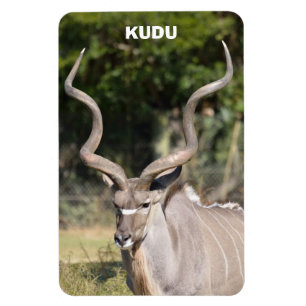 Magnet Flexible Grand Kudu