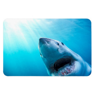 Magnet Flexible Grand requin blanc   Afrique du Sud