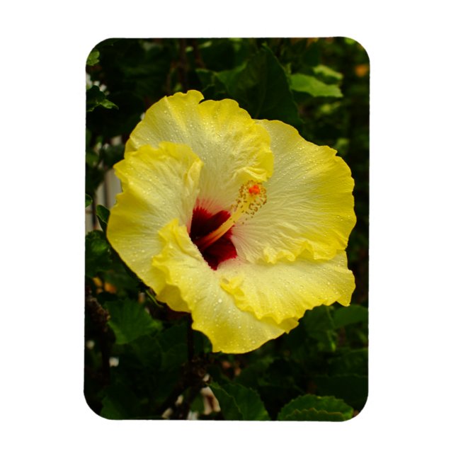 Magnet Flexible Grande Fleur d'Hibiscus Jaune (Vertical)