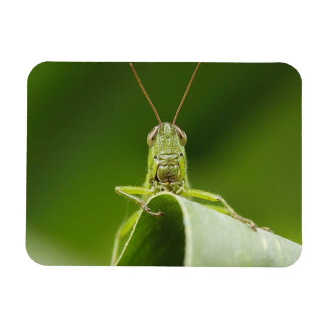 Magnet Flexible Grasshopper sur la feuille, Grasshopper Face Gros  (Horizontal)