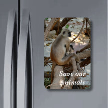 Gray Langur - Repose-toi