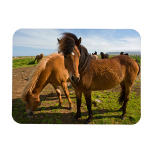 Magnet Flexible Graze des chevaux islandais