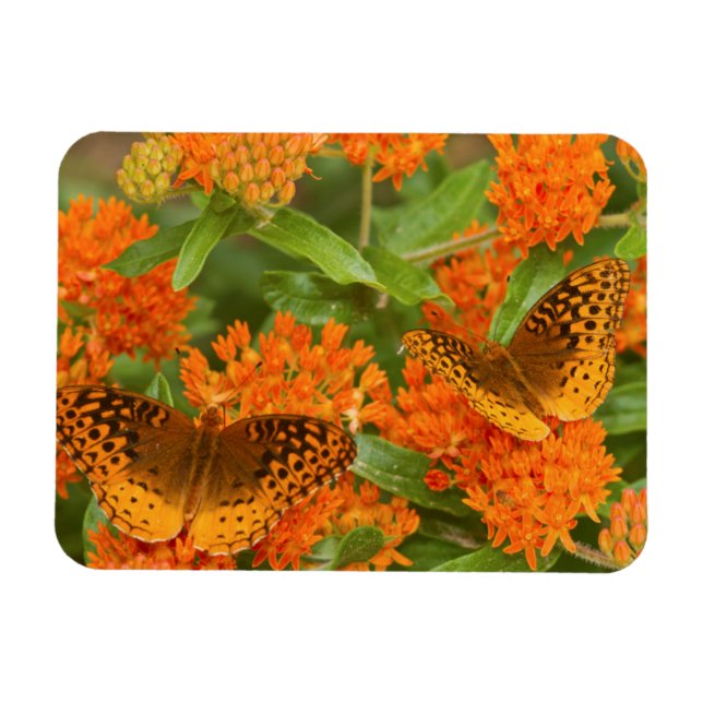 Magnet Flexible Great Spangled Fritillaries on Butterfly Milkweed (Horizontal)