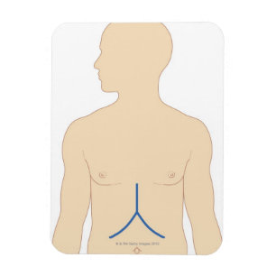 Magnet Flexible Greffe de foie