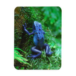 Magnet Flexible Grenouille à flèches de poison bleu