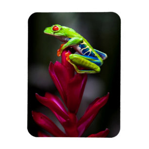 Magnet Flexible Grenouille aux yeux rouges