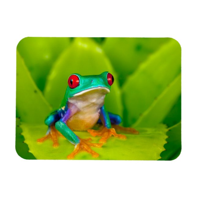 Magnet Flexible Grenouille aux yeux rouges, Costa Rica (Horizontal)