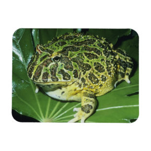Magnet Flexible Grenouille cornu orné, (Ceratophrys ornata),