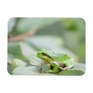 Magnet Flexible Grenouille d'arbre en aimant rectangulaire vert