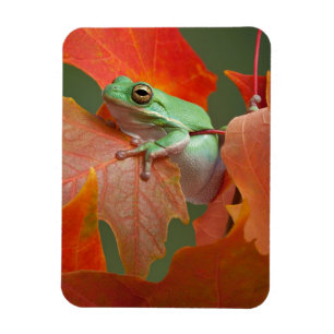 Magnet Flexible Grenouille D'Arbre Vert À L'Automne