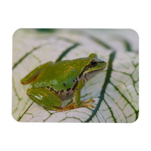 Magnet Flexible Grenouille des arbres du Pacifique sur les fleurs