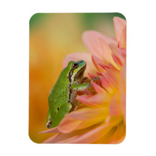 Magnet Flexible Grenouille du Pacifique sur les fleurs dans notre 
