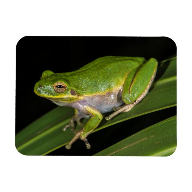 Magnet Flexible Grenouille verte (Hyla cinerea) 2 (Horizontal)