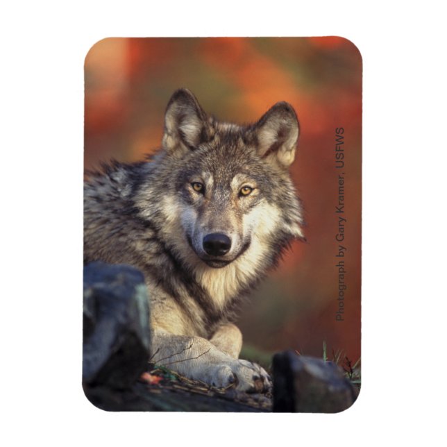 Magnet Flexible Gris loup aimant (Vertical)