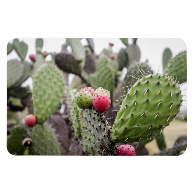 Magnet Flexible Gros Plan Des Cactus À Poires (Horizontal)