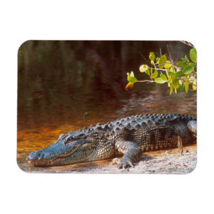 Magnet Flexible Gros plan d'un alligator américain au J.N.