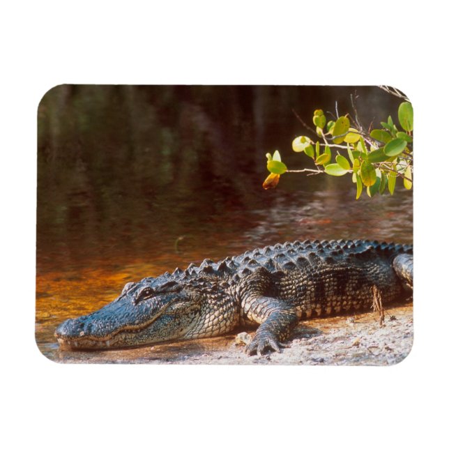 Magnet Flexible Gros plan d'un alligator américain au J.N. (Horizontal)