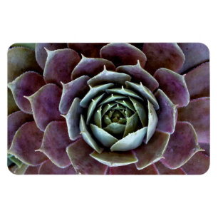 Magnet Flexible Gros plan sur une succulente violette