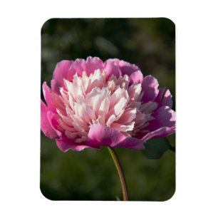 Magnet Flexible Grosses fleurs de pivoine rose le jour du printemp