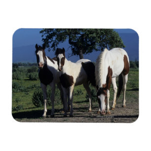 Magnet Flexible Groupe de Chevaux de Peinture
