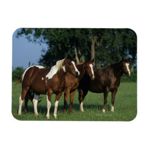 Magnet Flexible Groupe de Chevaux de Peinture debout