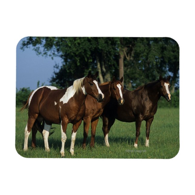 Magnet Flexible Groupe de Chevaux de Peinture debout (Horizontal)