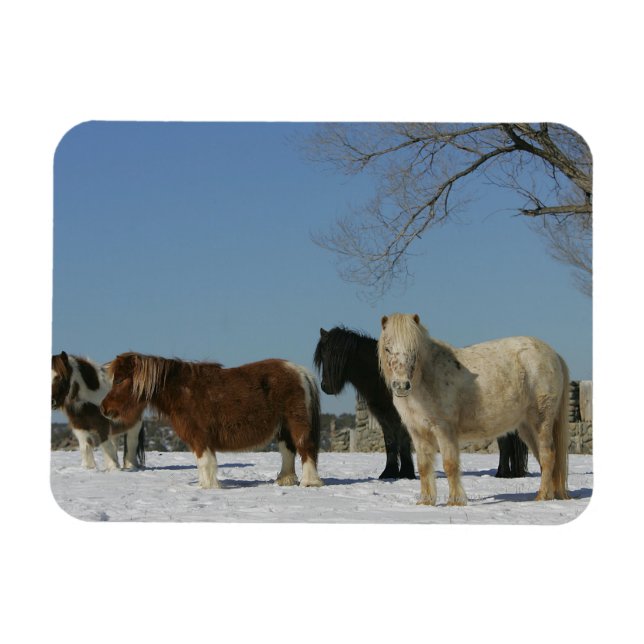 Magnet Flexible Groupe de Chevaux miniatures dans la neige (Horizontal)