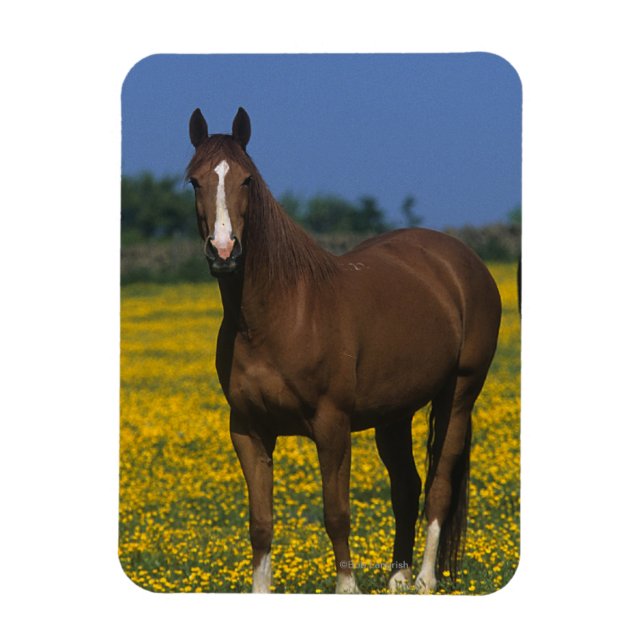 Magnet Flexible Groupe de chevaux Thoroughbred (Vertical)