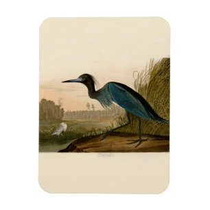 Magnet Flexible Grue Bleue Heron Audubon Peinture