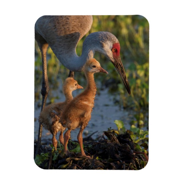 Magnet Flexible Grue de Sandhill avec poussins, Floride (Vertical)