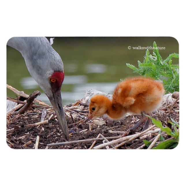 Magnet Flexible Grue du Grand Sandhill Père et enfant (Horizontal)