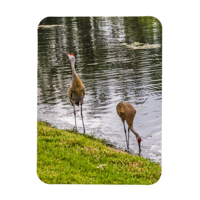 Magnet Flexible Grues de Sandhill à un lac de Floride (Vertical)