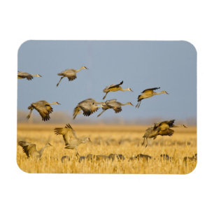 Magnet Flexible Grues du Canada atterrissent dans des champs de ma