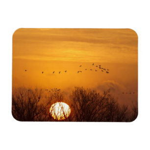 Magnet Flexible Grues du Canada silhouettées sur fond de soleil le