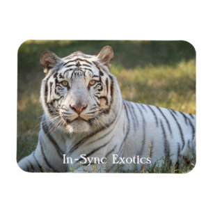 Magnet Flexible Gus -