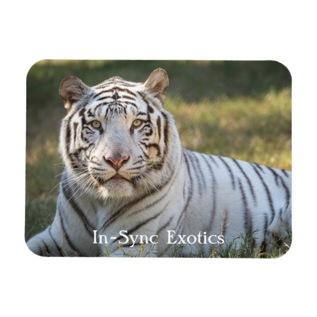 Magnet Flexible Gus - (Horizontal)