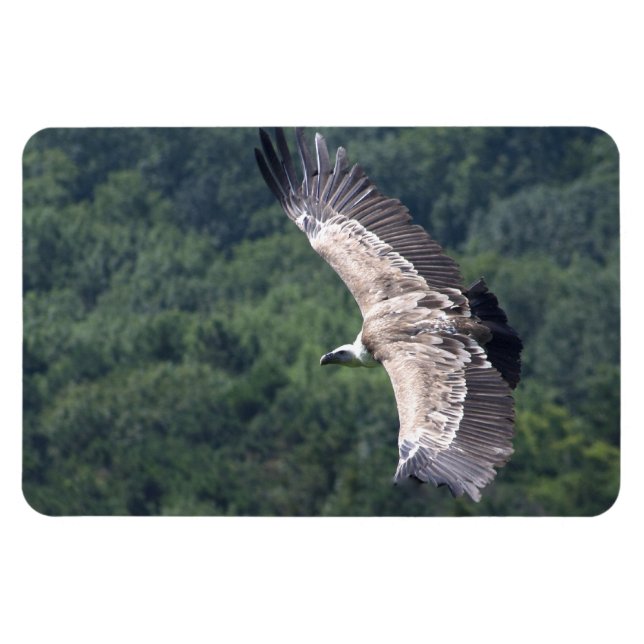 Magnet Flexible Gyps fulvus vol (Horizontal)
