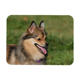 Magnet Flexible Halètement de Headshot de Pomeranian