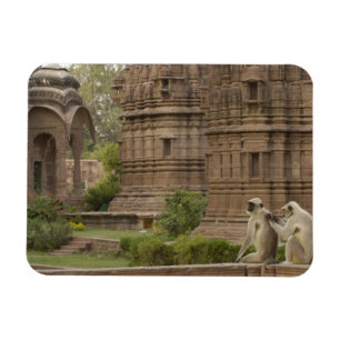 Magnet Flexible Hanuman Langurs ou noir, commun ou gris