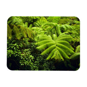 Magnet Flexible Hawaii, Grande Ile, Verdure tropicale luxuriante e