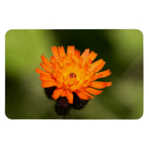 Magnet Flexible Hawkweed orange