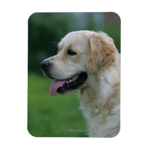Magnet Flexible Headshot 2 2 de golden retriever