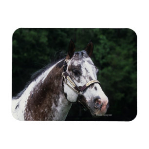 Magnet Flexible Headshot 2 de cheval d'Appaloosa