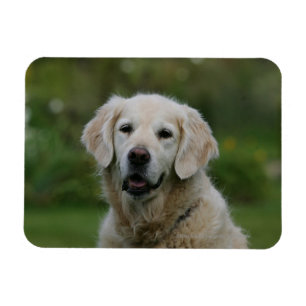 Magnet Flexible Headshot 2 de golden retriever
