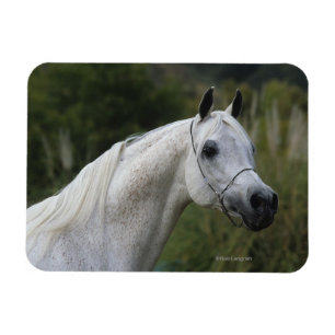 Magnet Flexible Headshot arabe 1 de cheval