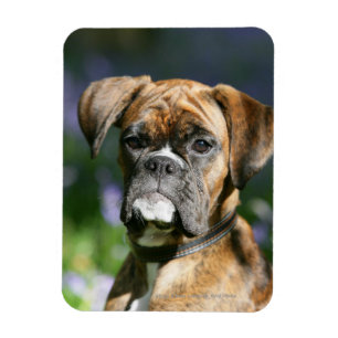 Magnet Flexible Headshot de chien de boxeur
