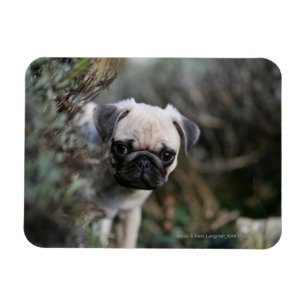 Magnet Flexible Headshot de chiot de carlin de faon