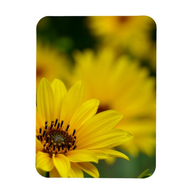 Magnet Flexible Hélénium de marguerite jaune (Vertical)
