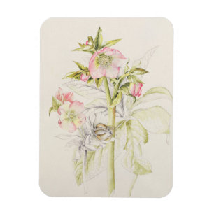 Magnet Flexible Hellebores